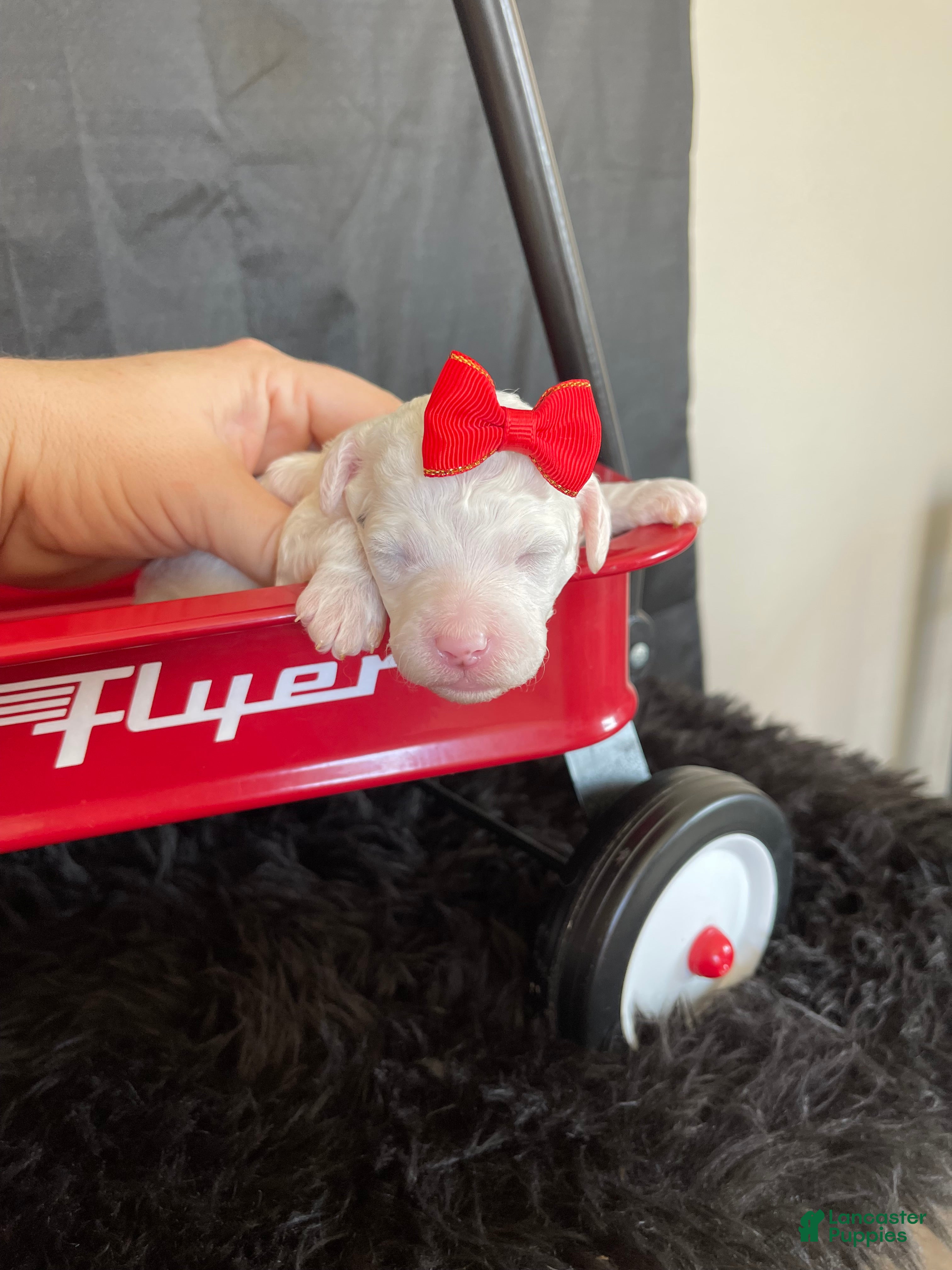 Miniature Poodle dogs Akc Clear 🧬 Tested Poodle Girl - Ad 9