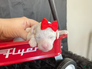 Miniature Poodle dogs Akc Clear 🧬 Tested Poodle Girl - Ad 9