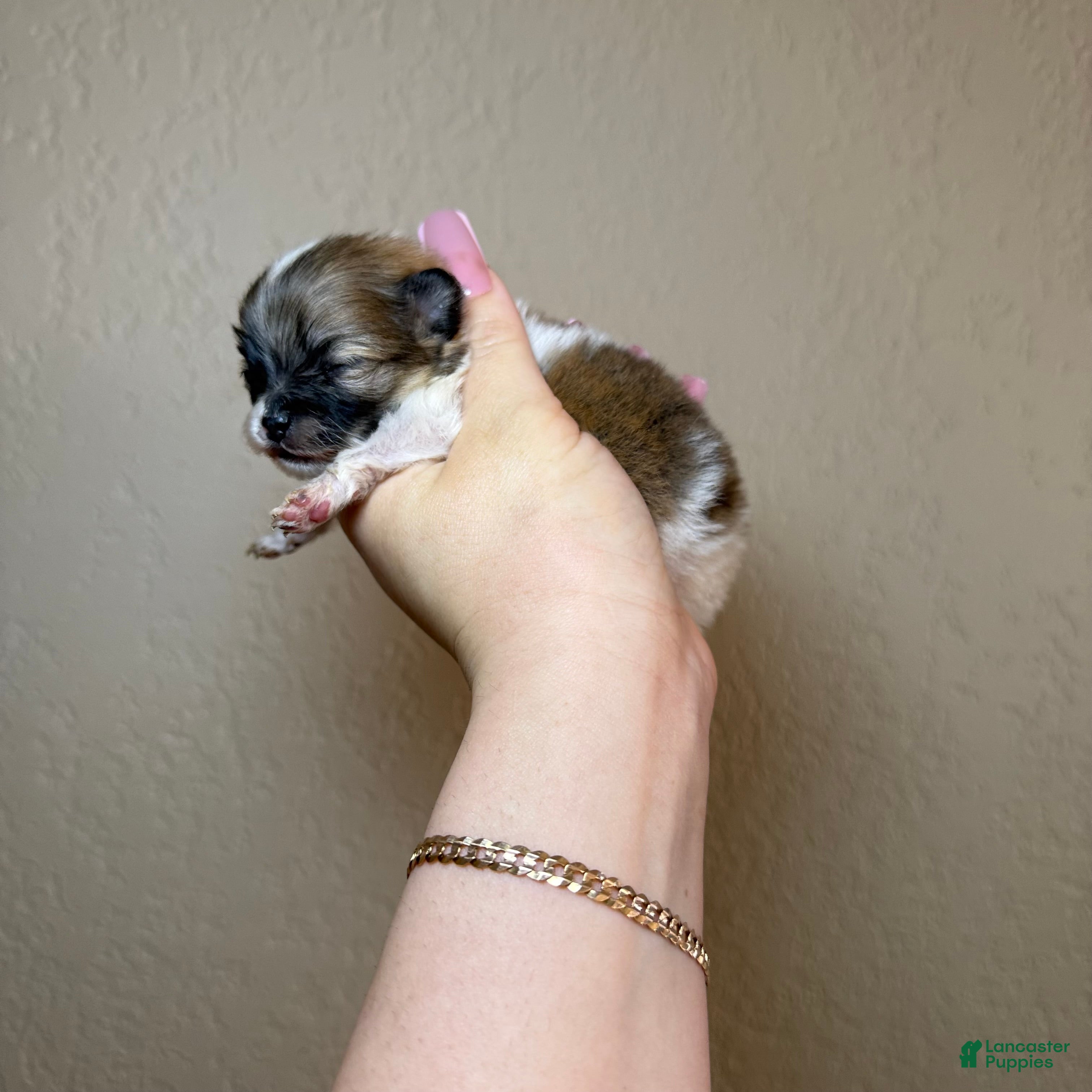 Pomeranian dogs Saint - Ad 22