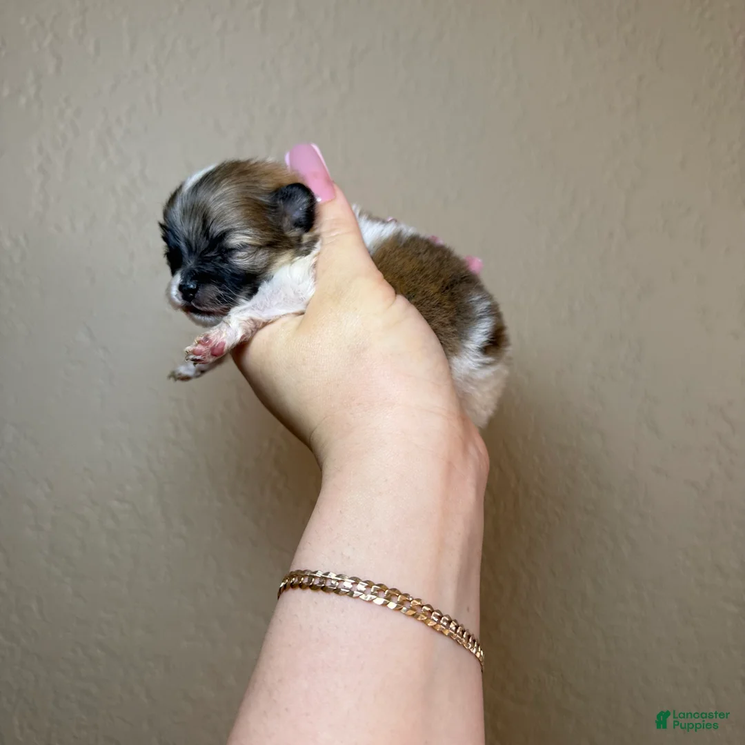 Pomeranian dogs for sale: Saint - Ad 1