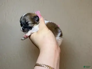 Pomeranian dogs Saint - Ad 22