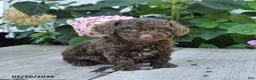 Toy Poodle dogs for sale: Hershey - Ad 3