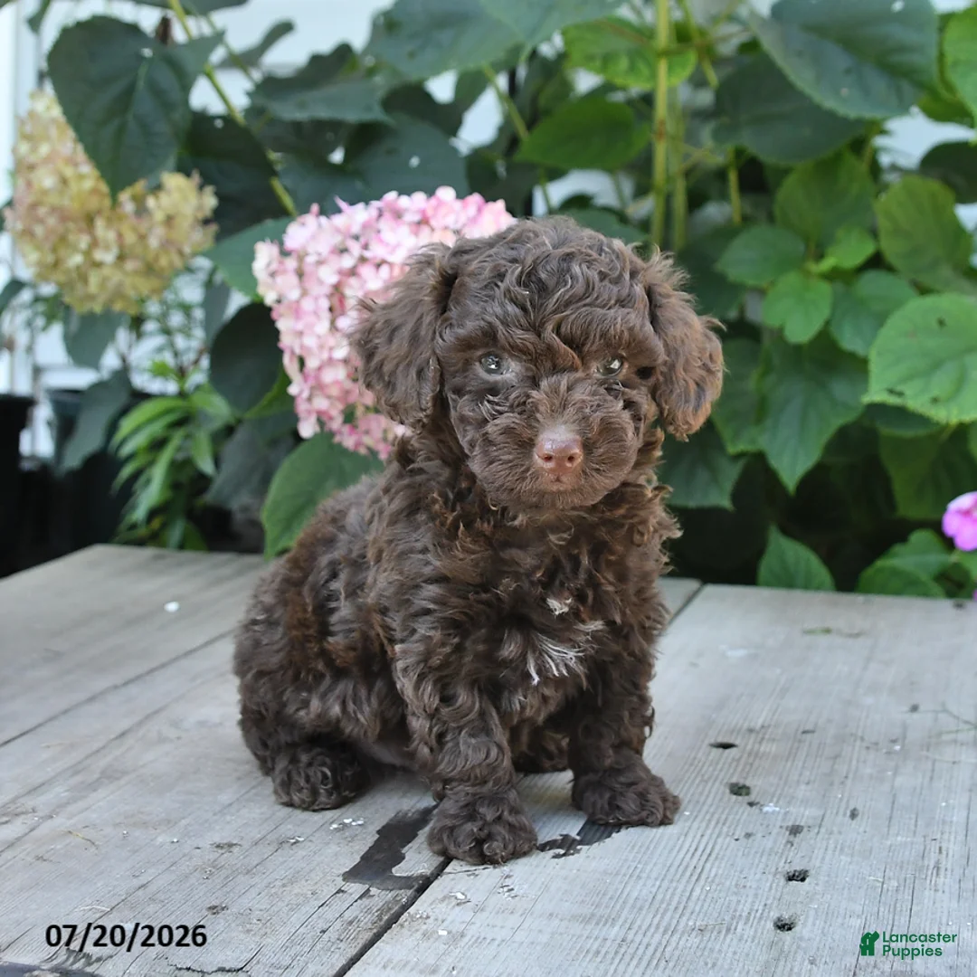Toy Poodle dogs for sale: Hershey - Ad 3