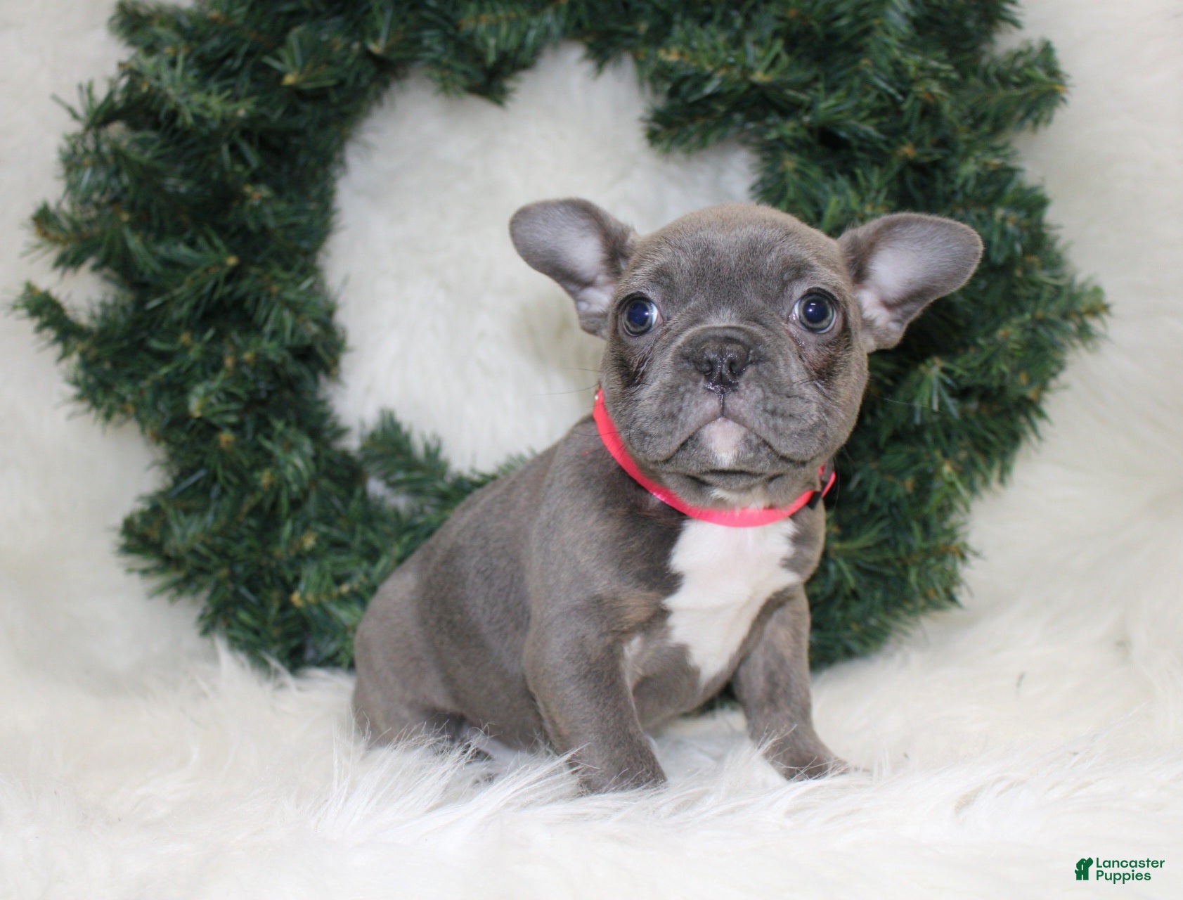 Mixed Breed dogs Sage - Ad 4