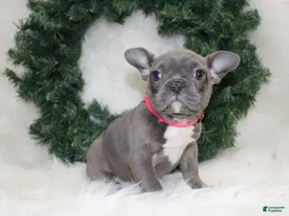 Mixed Breed dogs Sage - Ad 4