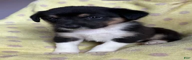Mixed Breed Puppy 2