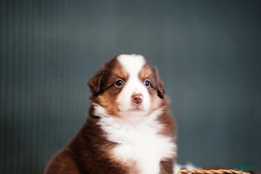 Miniature Australian Shepherd dogs for sale: Daisy - Ad 4