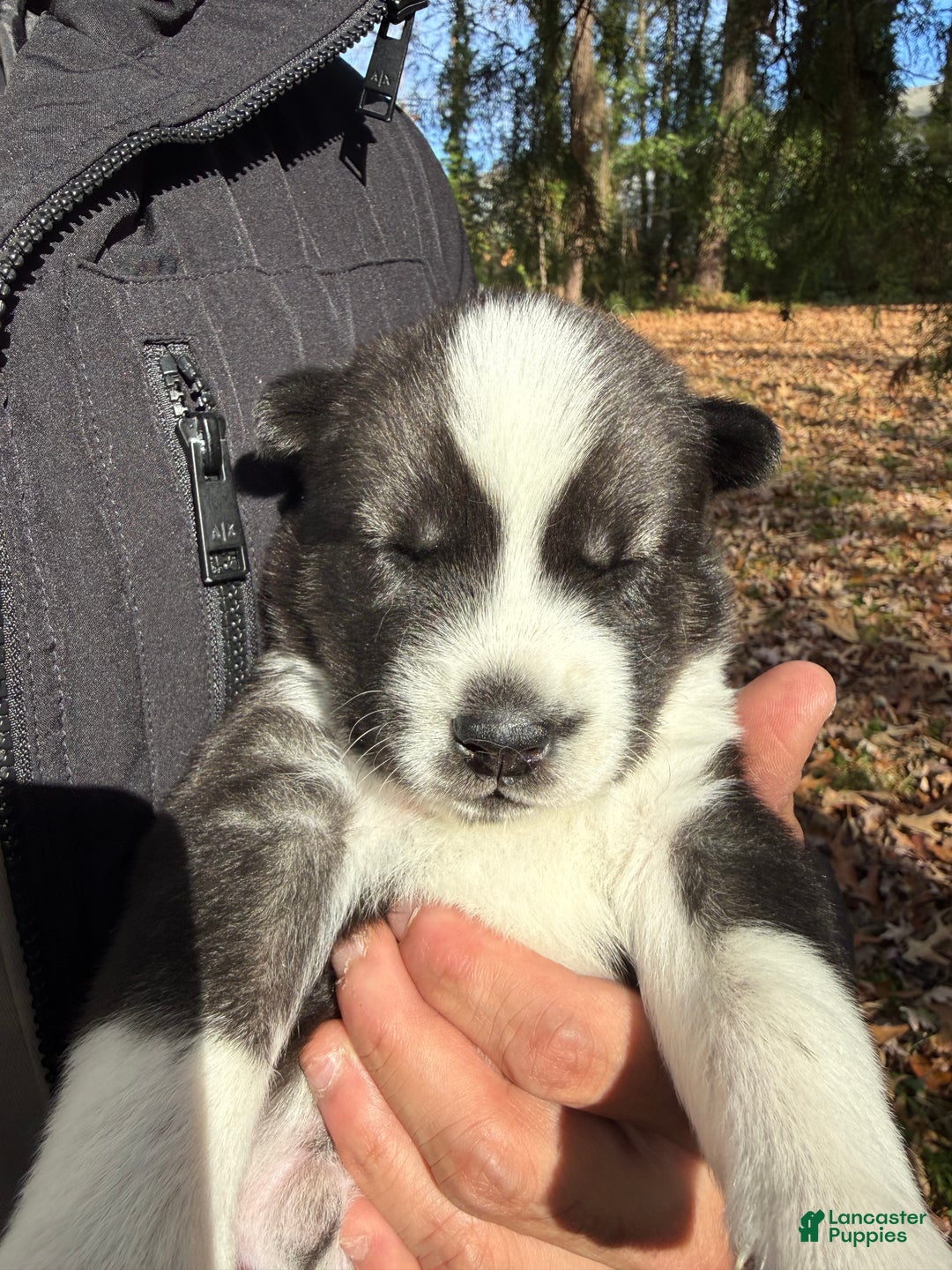 Siberian Husky dogs for sale: Florida Man - Ad 4