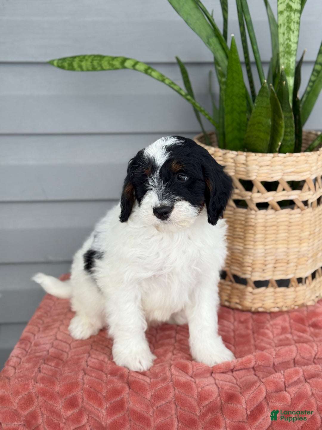 Mini Bernedoodle dogs for sale: Forrest - Ad 8