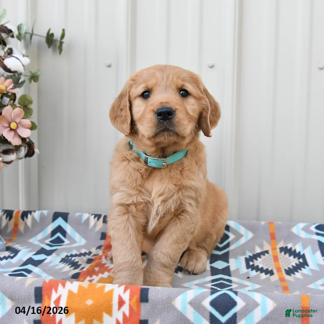 Golden Retriever dogs for sale: Ginger - Ad 2