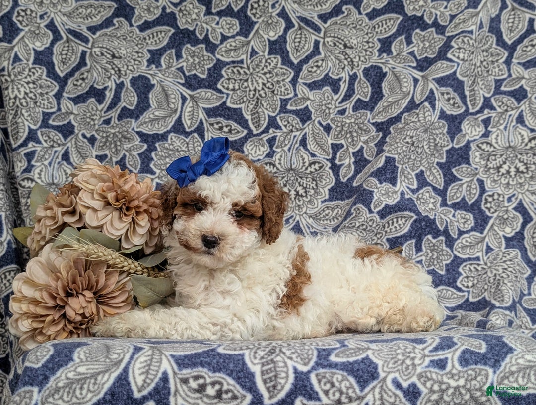 Miniature Poodle dogs for sale: Laureen - Ad 6
