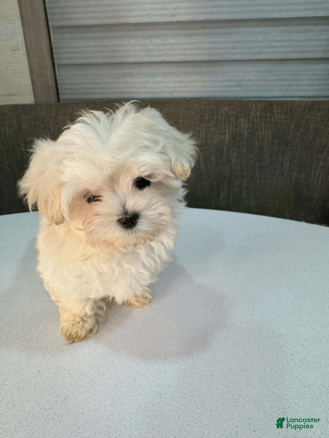 Maltipoo dogs for sale: Jupiter - Ad 5