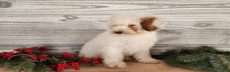 Mini Bernedoodle dogs for sale: Rudolph - Ad 9