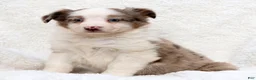 Miniature Australian Shepherd dogs for sale: Hailey - Ad 6