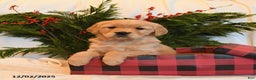 Golden Retriever dogs for sale: Ember - Ad 2