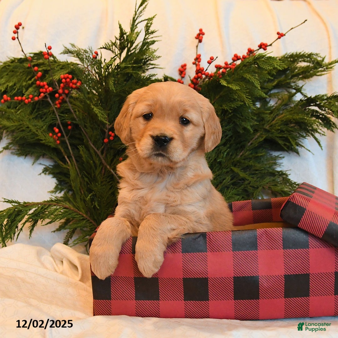Golden Retriever dogs for sale: Ember - Ad 2