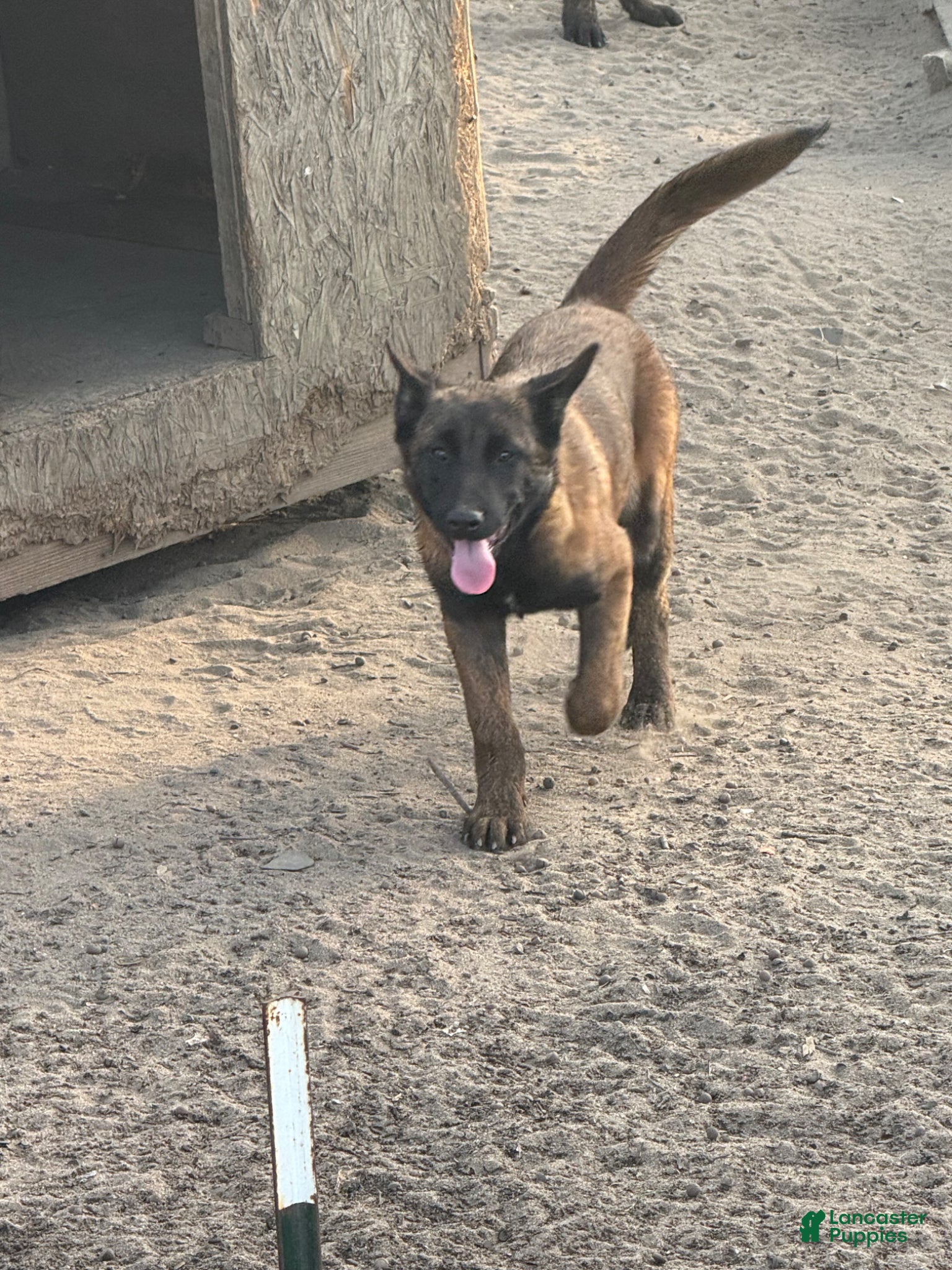 Belgian Malinois dogs Belgian Malinois Puppy 3 - Ad 1