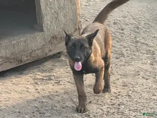 Belgian Malinois dogs Belgian Malinois Puppy 3 - Ad 36