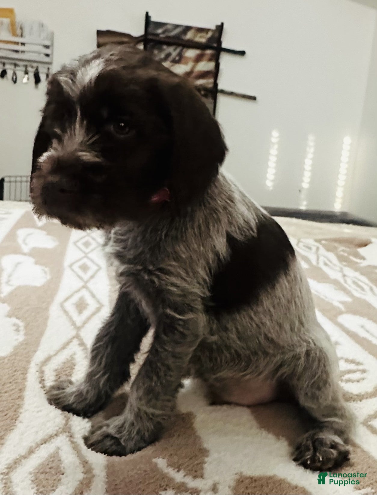 Wirehaired Pointing Griffon dogs Wirehaired Pointing Griffon; "Red Collar". - Ad 5