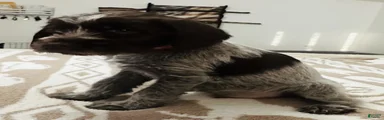 Wirehaired Pointing Griffon; "Red Collar".
