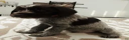 Wirehaired Pointing Griffon dogs for sale: Wirehaired Pointing Griffon; "Red Collar". - Ad 1