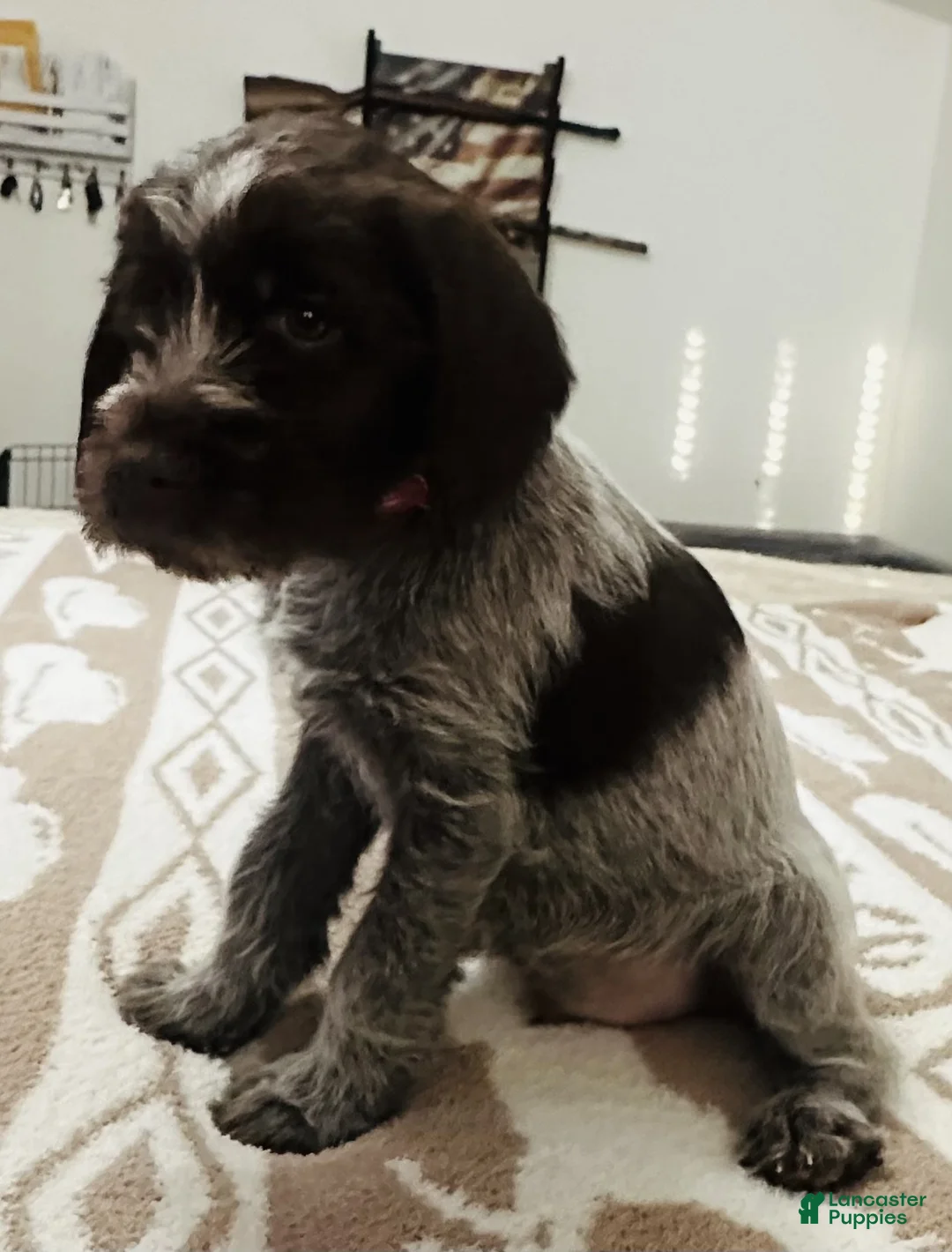 Wirehaired Pointing Griffon dogs for sale: Wirehaired Pointing Griffon; "Red Collar". - Ad 1