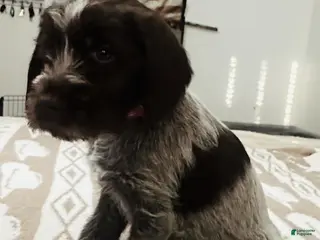 Wirehaired Pointing Griffon dogs Wirehaired Pointing Griffon; "Red Collar". - Ad 1