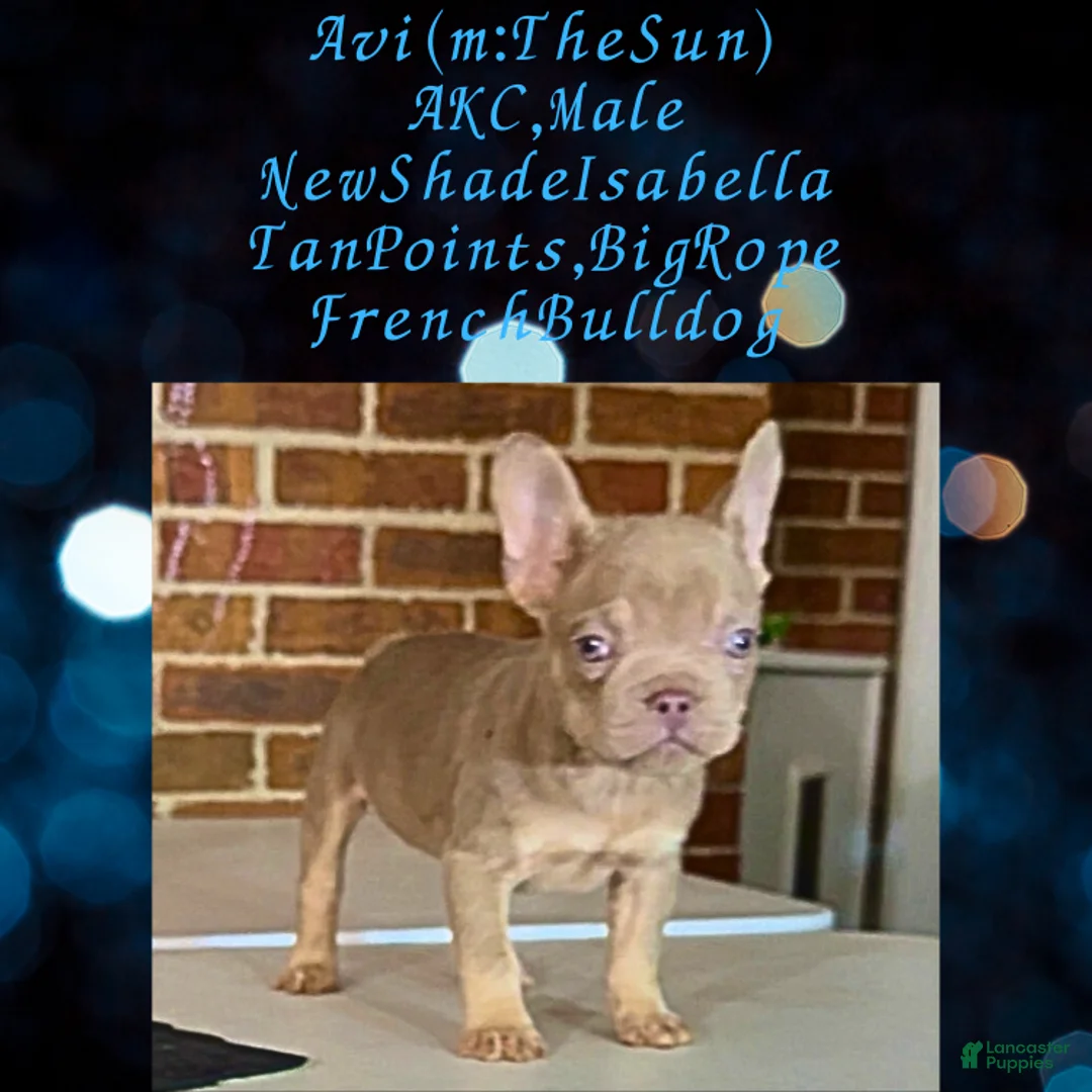 French Bulldog dogs for sale: Avi (mng: Light) - Ad 17