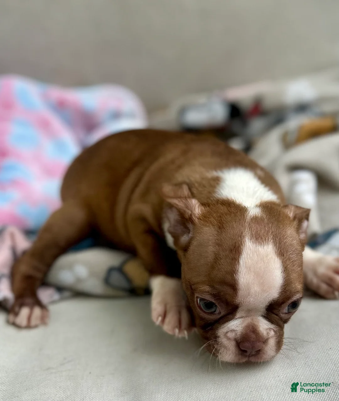 Boston Terrier dogs for sale: Boston Terrier Puppy 4 - Ad 2