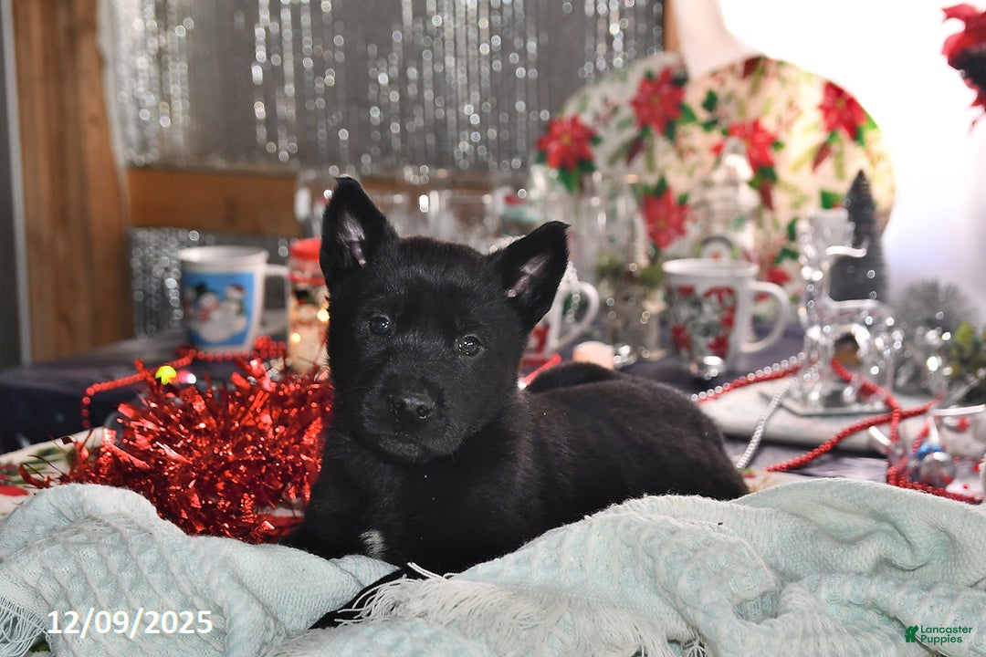 Belgian Malinois dogs for sale: Sarge - Ad 4