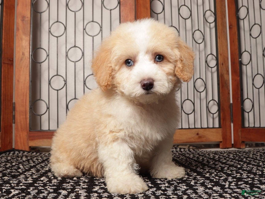 Maltipoo dogs Zeke -  - Ad 2