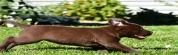 Labrador Retriever dogs for sale: Chino - Ad 16