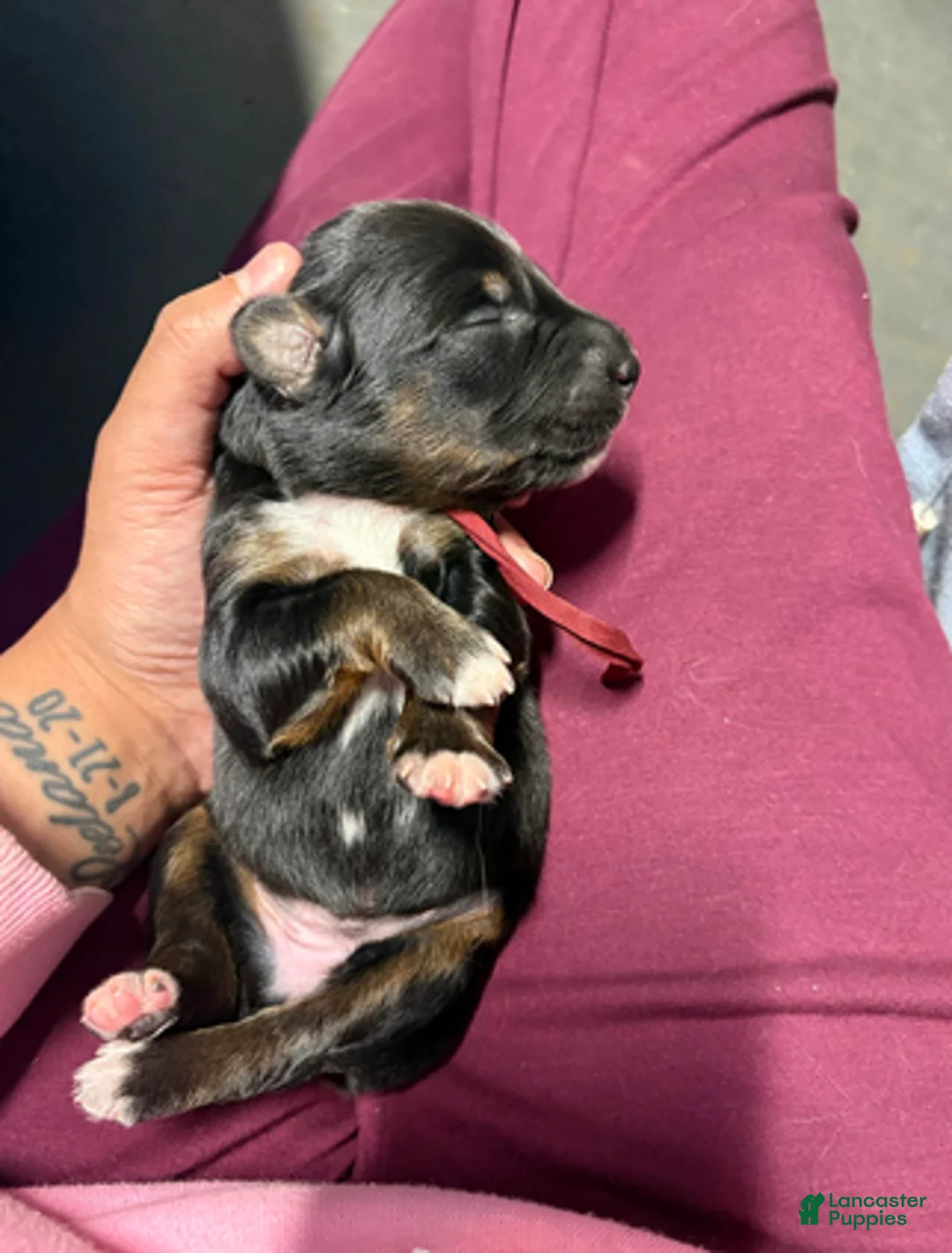 Australian Shepherd dogs for sale: Jessie - Ad 2