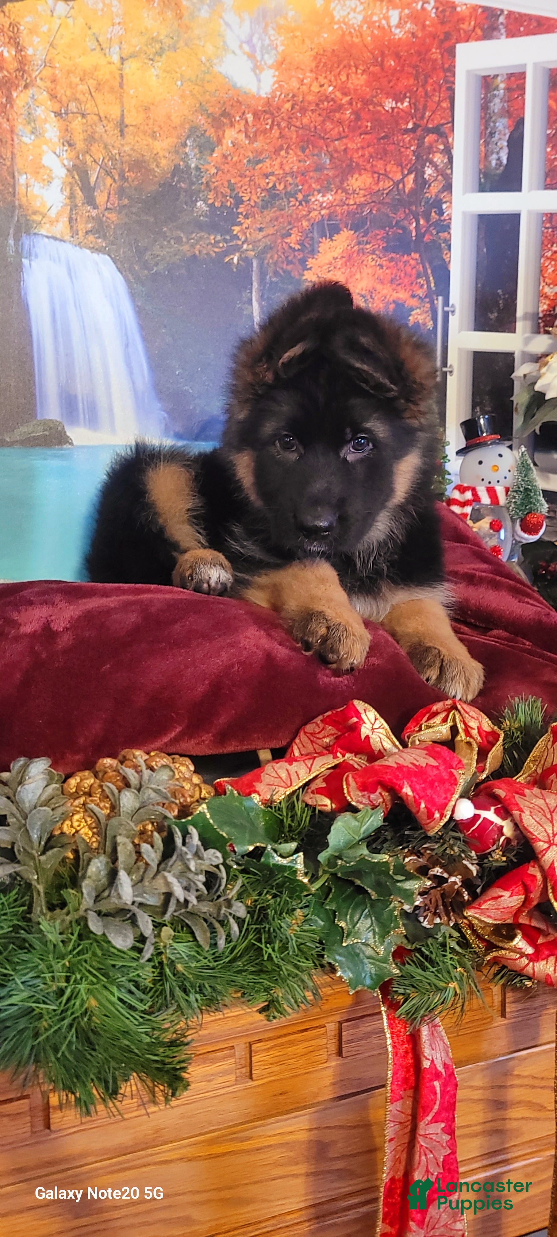 German Shepherd dogs Angel - Ad 34