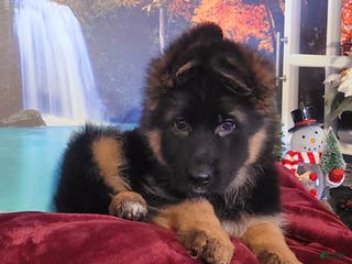 German Shepherd dogs Angel - Ad 12