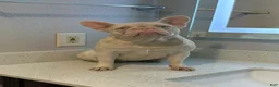 French Bulldog dogs for sale: Pinky Pie - Ad 2