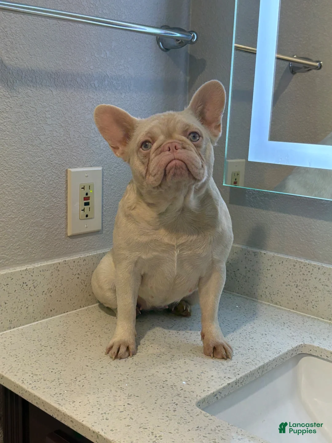French Bulldog dogs for sale: Pinky Pie - Ad 2