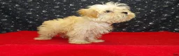 Morkie dogs for sale:  Ace - Ad 6