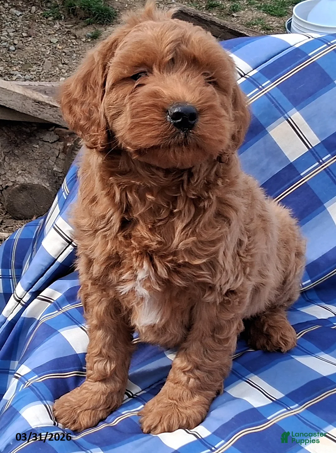Mini Goldendoodle dogs for sale: Hendrix - Ad 2