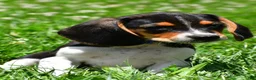 Beagle dogs for sale: Valen - Ad 7