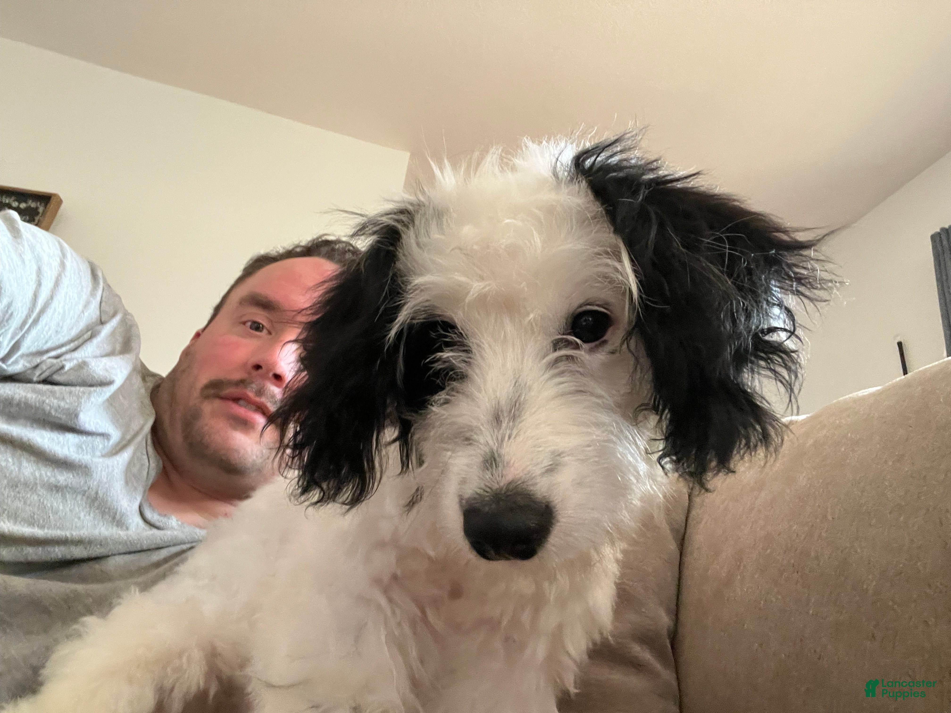 Bernedoodle dogs Bernedoodle Puppy 1 - Ad 1