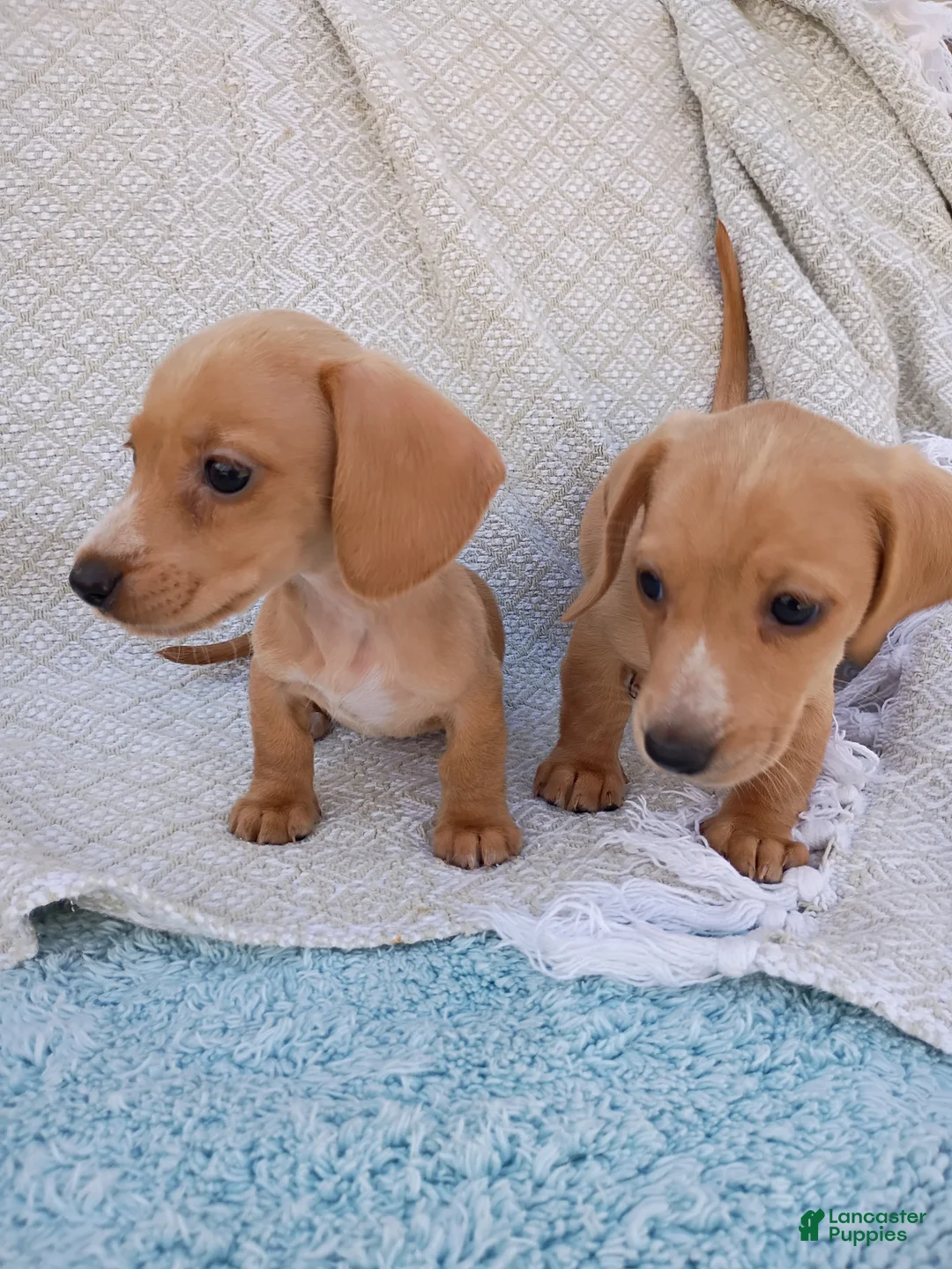 Miniature Dachshund dogs for sale: Miniature Dachshund Puppy 1 - Ad 3