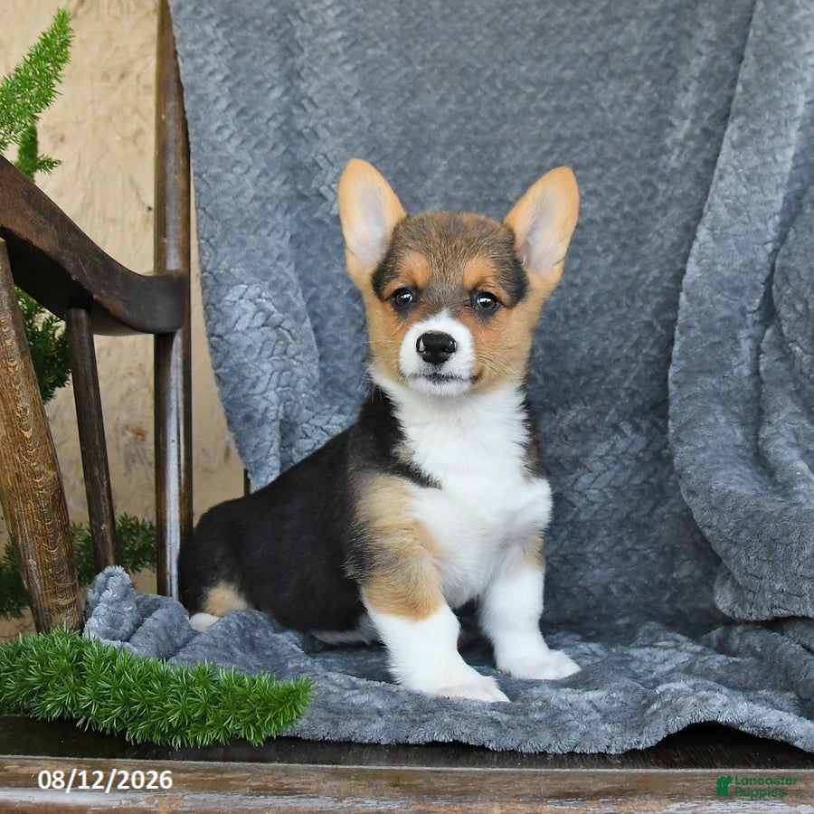 Welsh Corgi Pembroke dogs Freda - Ad 1