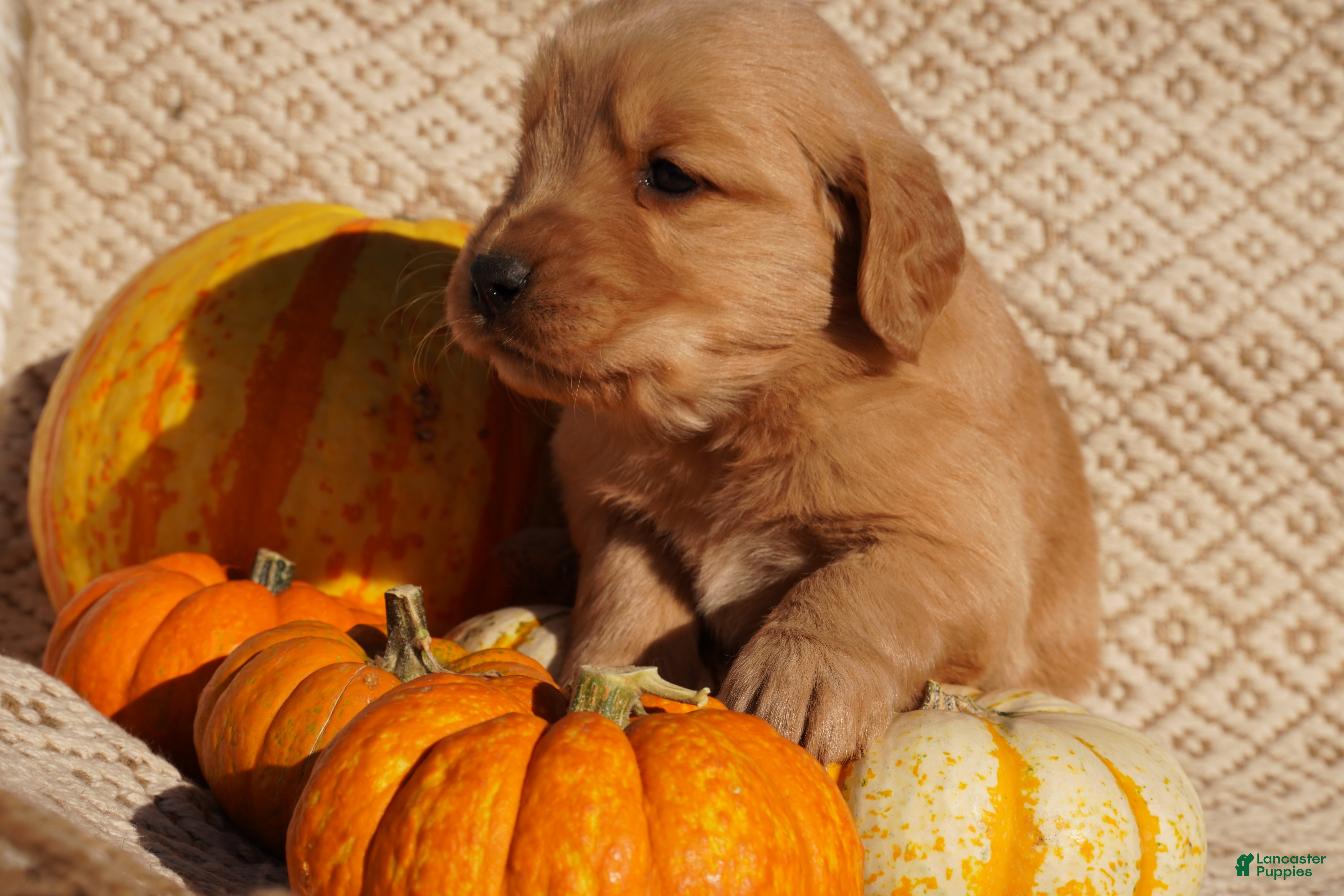 Golden Retriever dogs Ben - AKC, Genetically Clear - Ad 2