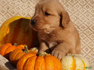 Golden Retriever dogs Ben - AKC, Genetically Clear - Ad 2