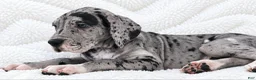 Great Dane dogs for sale: Orkid - Ad 3