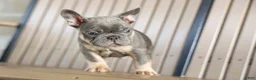 French Bulldog dogs for sale: 🐾 Mateo - Ad 16