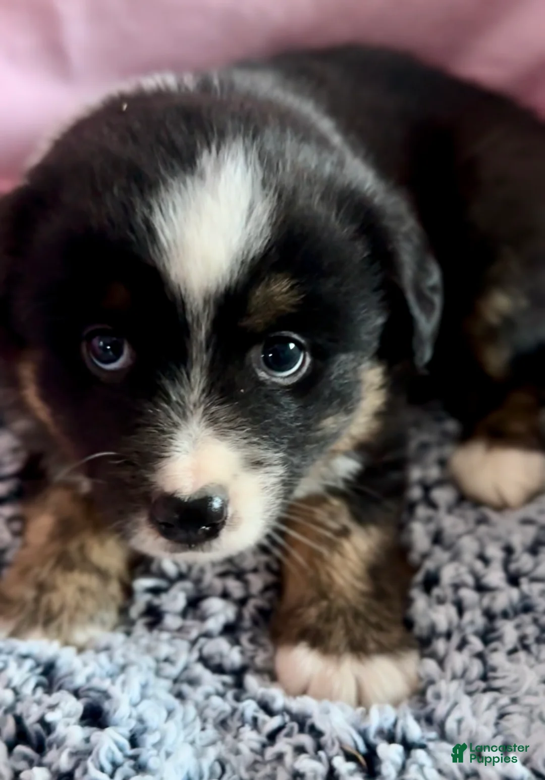 Australian Shepherd dogs for sale: Australian Shepherd Puppy 2 - Ad 3