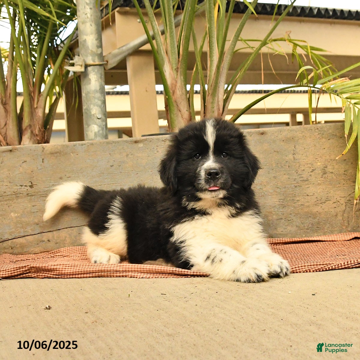 Newfoundland Pyrenees Lab Mix Puppies For Sale Newfoundland Lab - Main Image