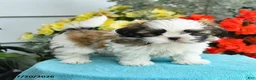 Shih Tzu dogs for sale: Katrina - Ad 4